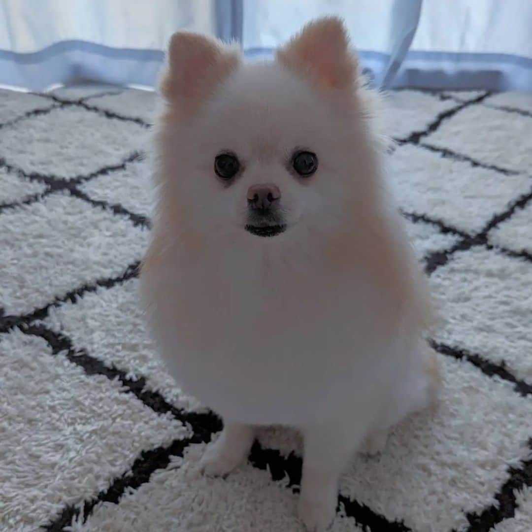 武田航平のインスタグラム：「ポメ×ママミング ママミングしてもらったよ。 #dogoftheday  #pomeranian  #pomestagram  #ママミング #月1 #ふわポメ」