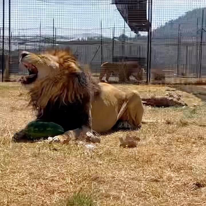 Black Jaguar-White Tiger のインスタグラム：「LD…」
