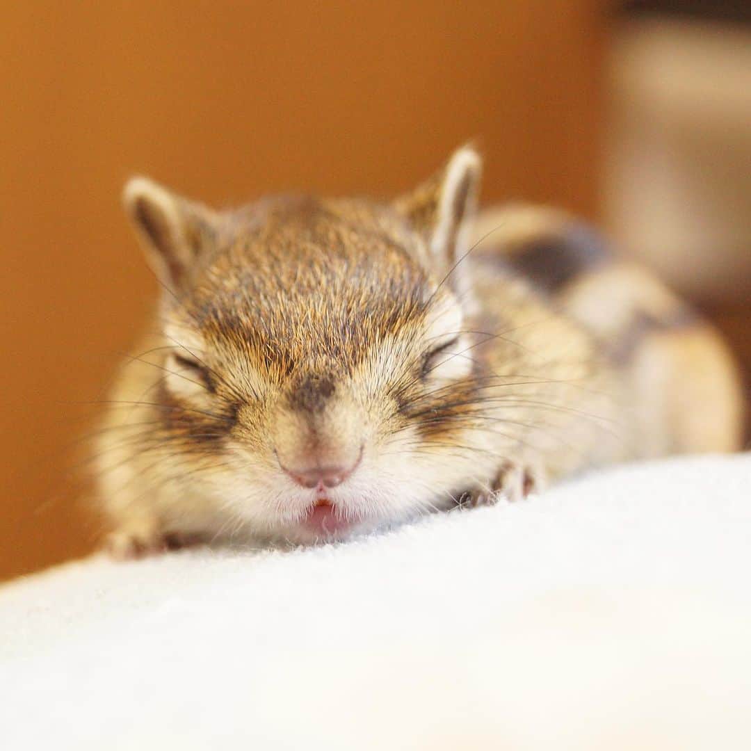 ビッケ & トッドのインスタグラム：「#Tod Sweet dreams.  おやすみ。 台風酷くないといいな…  #chipmunk #シマリス #リス #tbt #throwbackthursday」