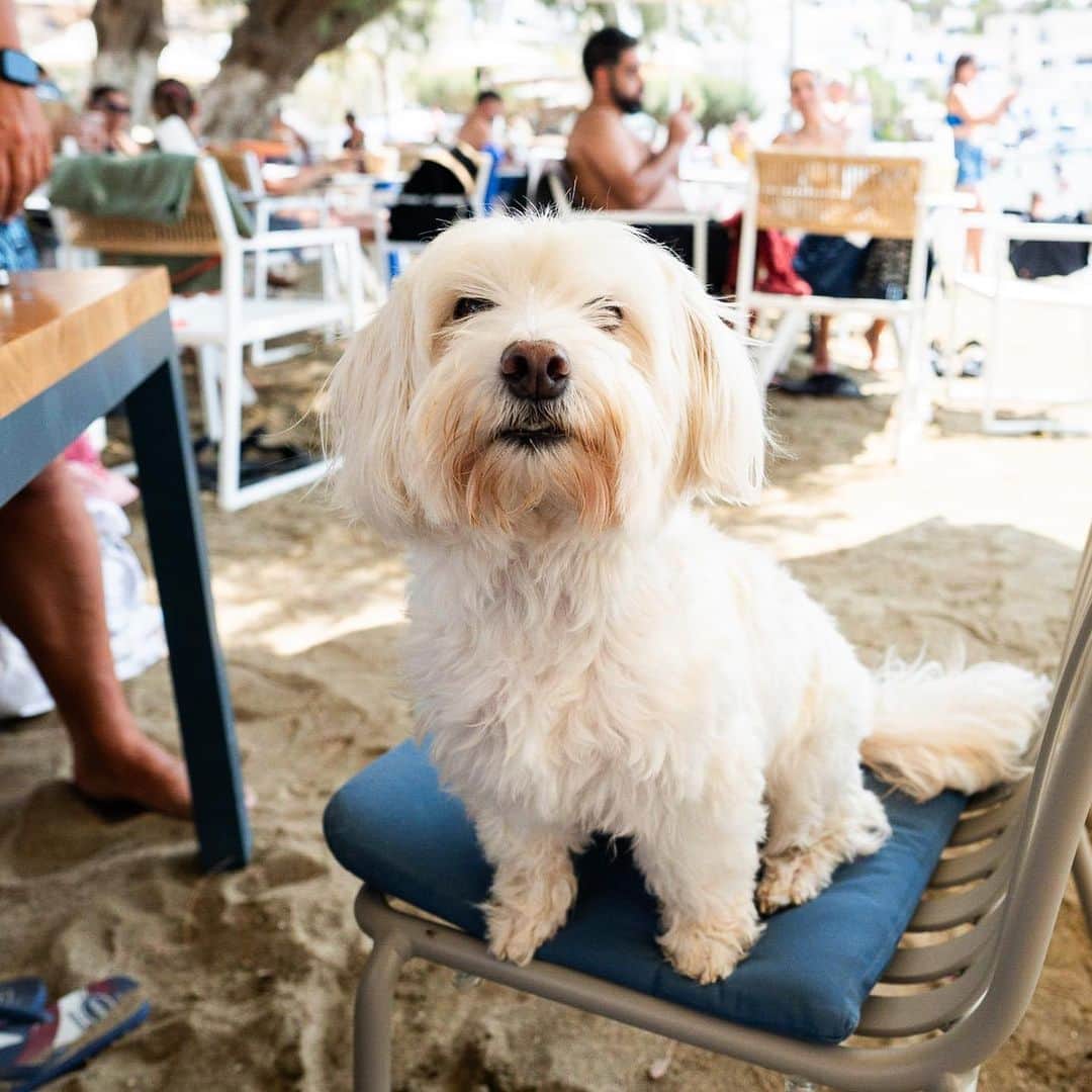 The Dogistさんのインスタグラム写真 - (The DogistInstagram)「May, mix (6 y/o), Paralia Faros, Sifnos, Greece • “She’s a rescue from Athens. I haven’t been able to get her attention like this in the six years I’ve had her. She’s not very open to people – not cuddly with them. She was abused but is very attached to us.”」9月8日 0時14分 - thedogist