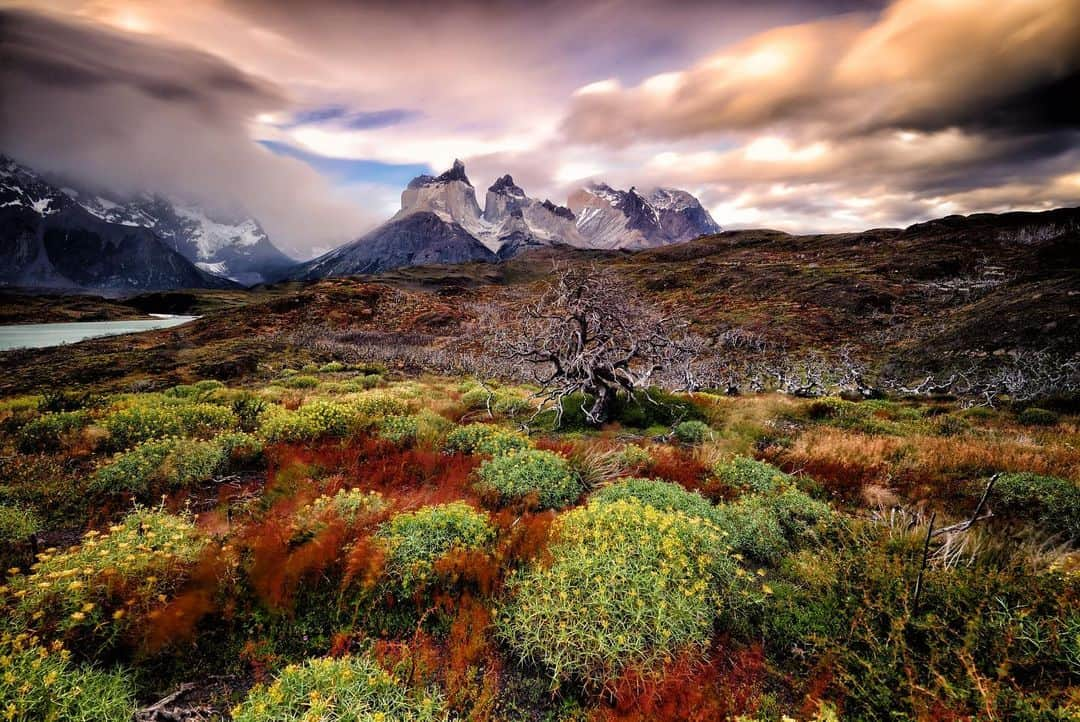 Keith Ladzinskiさんのインスタグラム写真 - (Keith LadzinskiInstagram)「Scorched branches framing the iconic Cuernos of Torres Del Paine, Chile. This photo here was a 2 minute exposure at sunset and a miracle that it’s at all sharp. The wind was pounding, and I vividly recall asking @andy_mann to grab a tripod leg as he and I each laid our weight down as anchors for stability. It somehow worked and that memory  always brings me a smile when I look at this frame.  11/2014 for @blackdiamond」9月8日 0時19分 - ladzinski