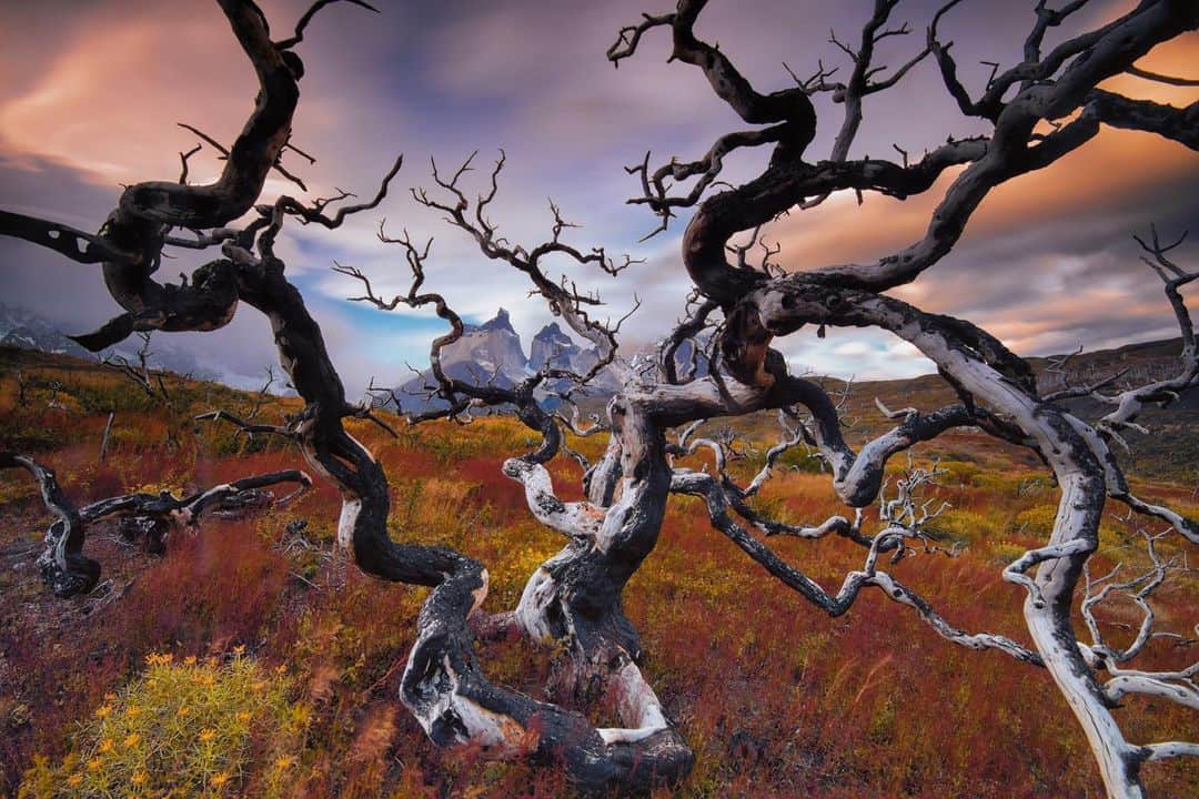Keith Ladzinskiのインスタグラム：「Scorched branches framing the iconic Cuernos of Torres Del Paine, Chile. This photo here was a 2 minute exposure at sunset and a miracle that it’s at all sharp. The wind was pounding, and I vividly recall asking @andy_mann to grab a tripod leg as he and I each laid our weight down as anchors for stability. It somehow worked and that memory  always brings me a smile when I look at this frame.  11/2014 for @blackdiamond」
