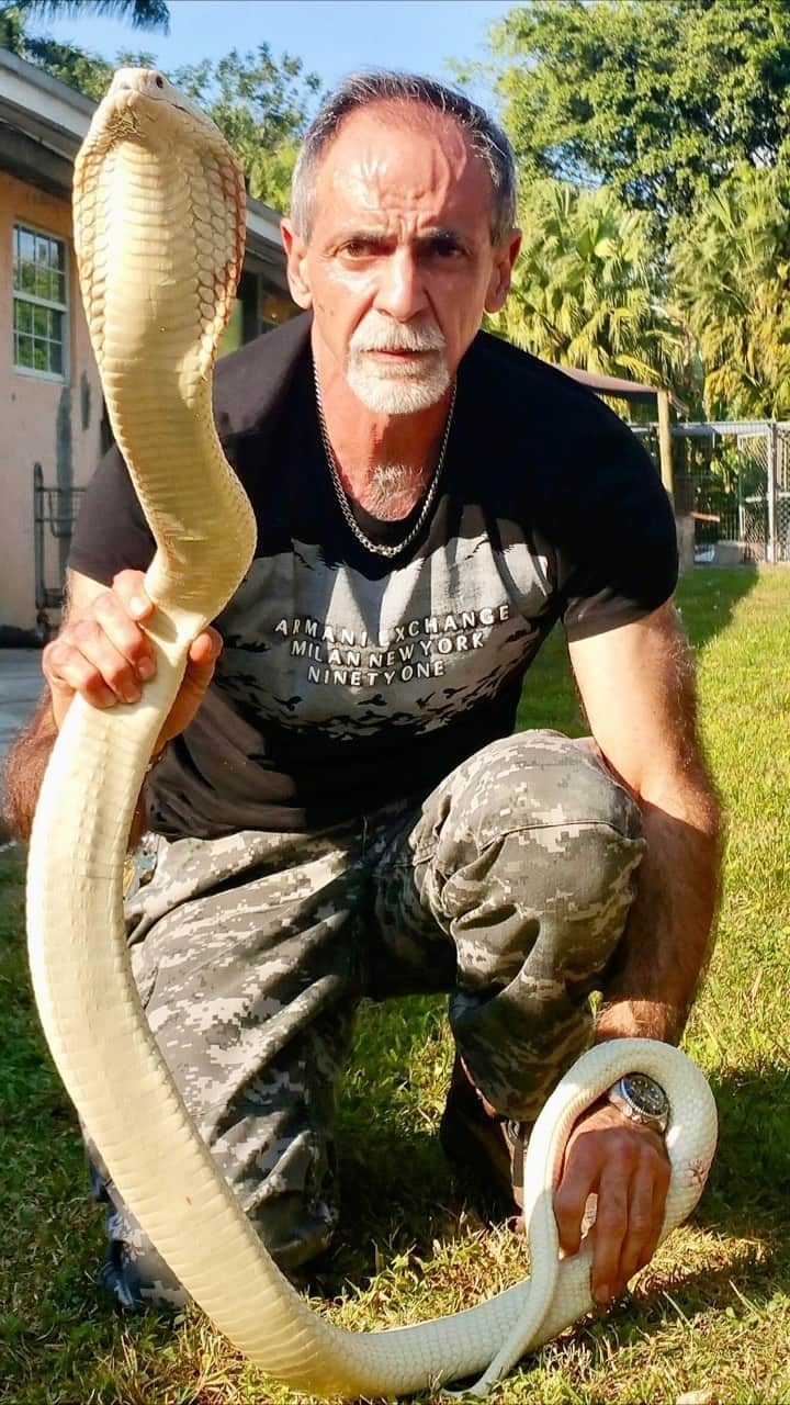 Zoological Wildlife Foundationのインスタグラム：「10 years ago when I was still handling venomous; as age creeps in, all good things must come to end.🐍  #cobra #monoclecobra #albino #venomous #venomoussnake #wild #mypassion #reptile #venom #zwf #zwfmiami #notpets #donttrythisathome #gettingtoooldfornthis」