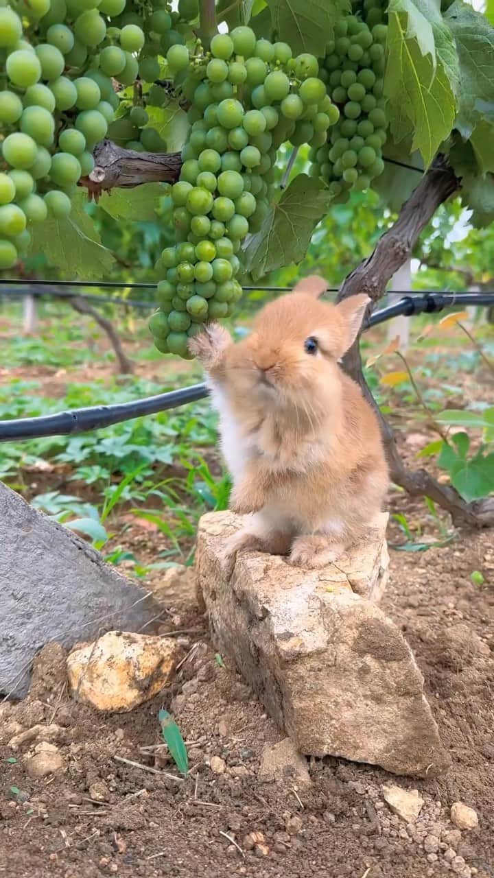 Earth Picsのインスタグラム：「@pandalalai —Bunny having a feast! 🐰」