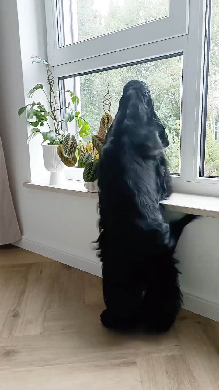 DogsOf Instagramのインスタグラム：「Wiggly squiggly dancing QUEEN @zuri.the.cocker 🥰#serotoninboost  .  . .  #dancingdog #wigglebutt #dogsofinstagram #cockersofinsta #cockersofig」