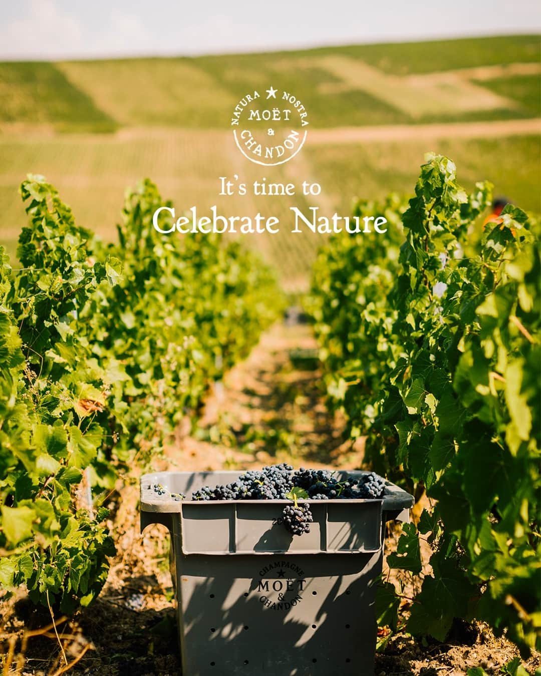 Moët & Chandon Officialのインスタグラム：「Celebrating nature. Each year, the entire Champagne region is fully engaged around the harvest. At Moët & Chandon, we are passionate about this magical time, and driven by the desire to do our best to write the next chapter of our story, hand in hand with the terroir and our grower partners. ⁣ ⁣ #NaturaNostra #MoetChandon⁣ ⁣ This material is not intended to be viewed by persons under the legal alcohol drinking age or in countries with restrictions on advertising on alcoholic beverages. ENJOY MOËT RESPONSIBLY.⁣」