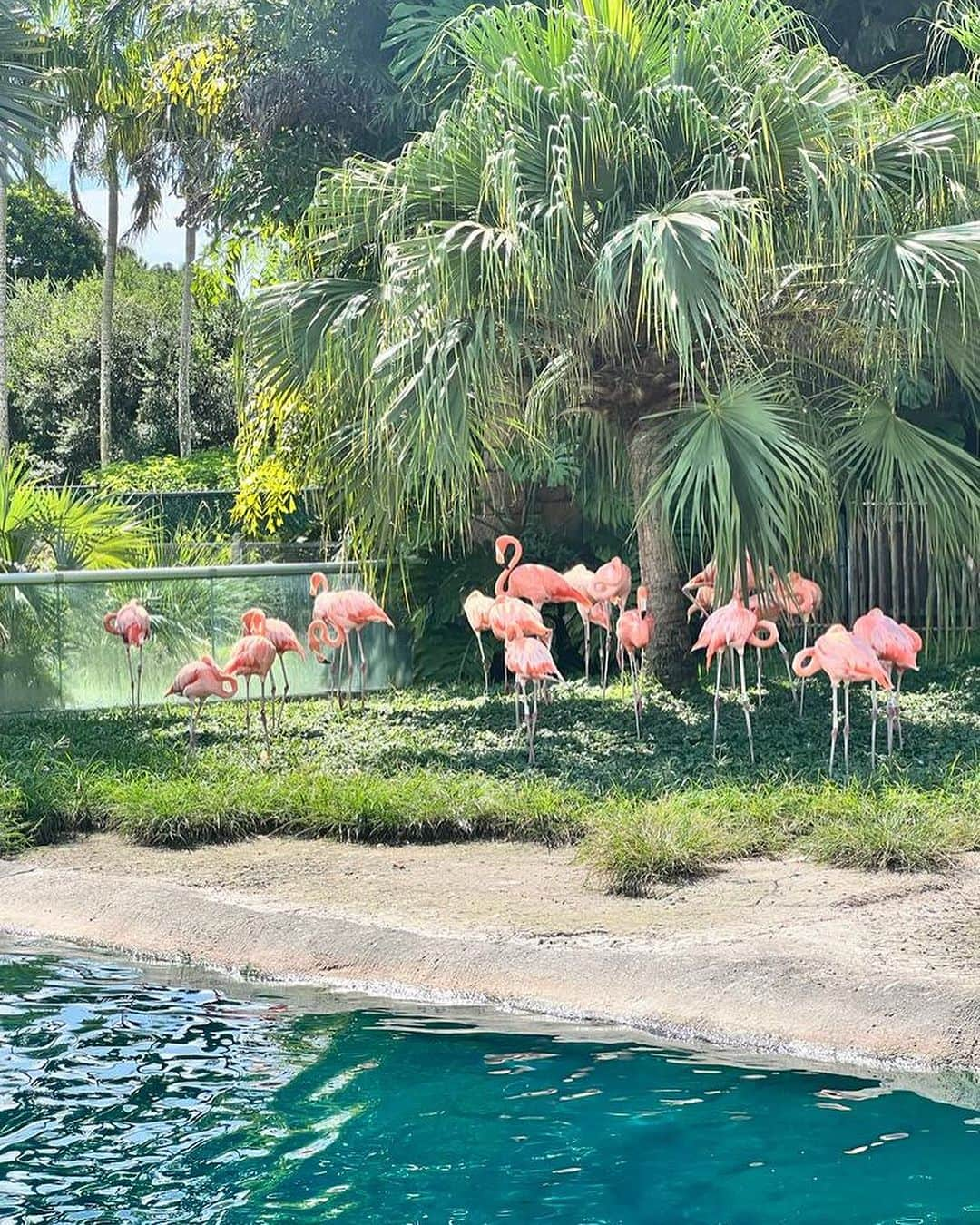 エヴァ・ロンゴリアさんのインスタグラム写真 - (エヴァ・ロンゴリアInstagram)「Miami things 🌴🦩」9月8日 1時13分 - evalongoria