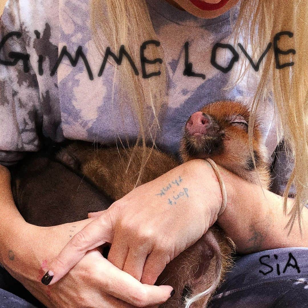 シーアのインスタグラム：「Hold on to your bobs & bows! Sia's new song "Gimme Love" is coming on September 13th ❤️ - Team Sia  [image description: Sia's single cover for "Gimme Love" where she is holding a small pig]」