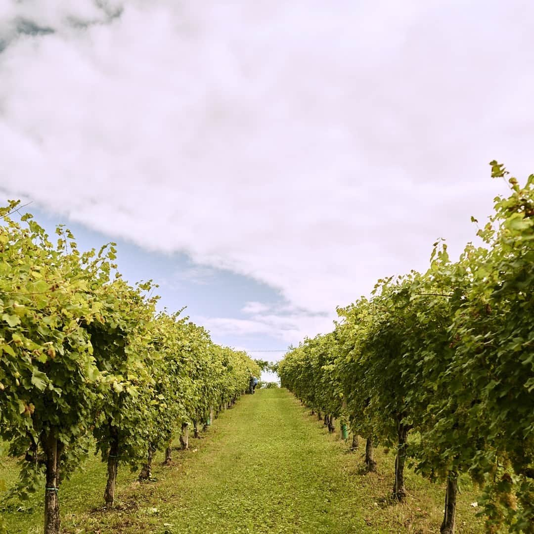 Mionetto USAさんのインスタグラム写真 - (Mionetto USAInstagram)「A stretch of vines as far as the eye can see on soft and sinuous hills, this is the land of Valdobbiadene, la nostra casa. Mionetto has been part of this landscape since 1887, wanting to share our sparkling wine that embodies the finest qualities of the region, we made our way across the ocean to the United States 25 years ago, this year! Salute!  #MionettoProsecco #Valdobbiadene #VisitItaly  Mionetto Prosecco material is intended for individuals of legal drinking age. Share Mionetto content responsibly with those who are 21+ in your respective country.  Enjoy Mionetto Prosecco Responsibly.」9月8日 2時03分 - mionettoproseccousa