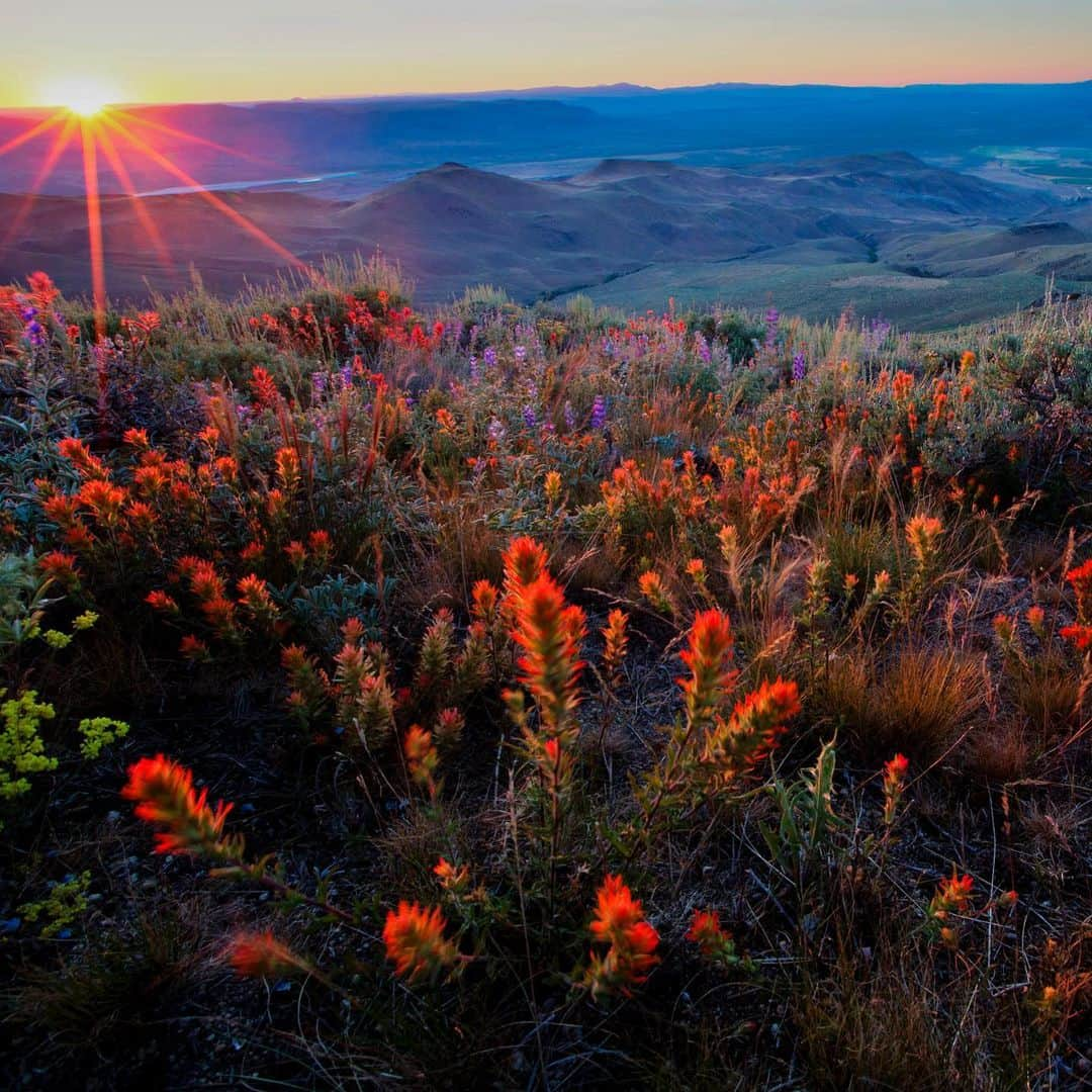 アメリカ内務省のインスタグラム：「The diverse landscape of the Pine Forest Recreation Area in northern Nevada contains rolling slopes of sagebrush, dense groups of aspen trees and clusters of rock formations. The peaks of the mountain range rise over 9,000 feet and clear and cold subalpine lakes can be found here.    This wilderness is a popular destination for outdoor enthusiasts with excellent recreational opportunities. Aside from being a recreational oasis, this area is home to numerous wildlife including sage grouse, mule deer, pronghorn antelope and bighorn sheep.    Photo by @mypubliclands    #publiclands #nevada #wilderness    Alt Text: The sun sets over a mountainous landscape with a group of bright red, orange and purple wildflowers in the foreground.」