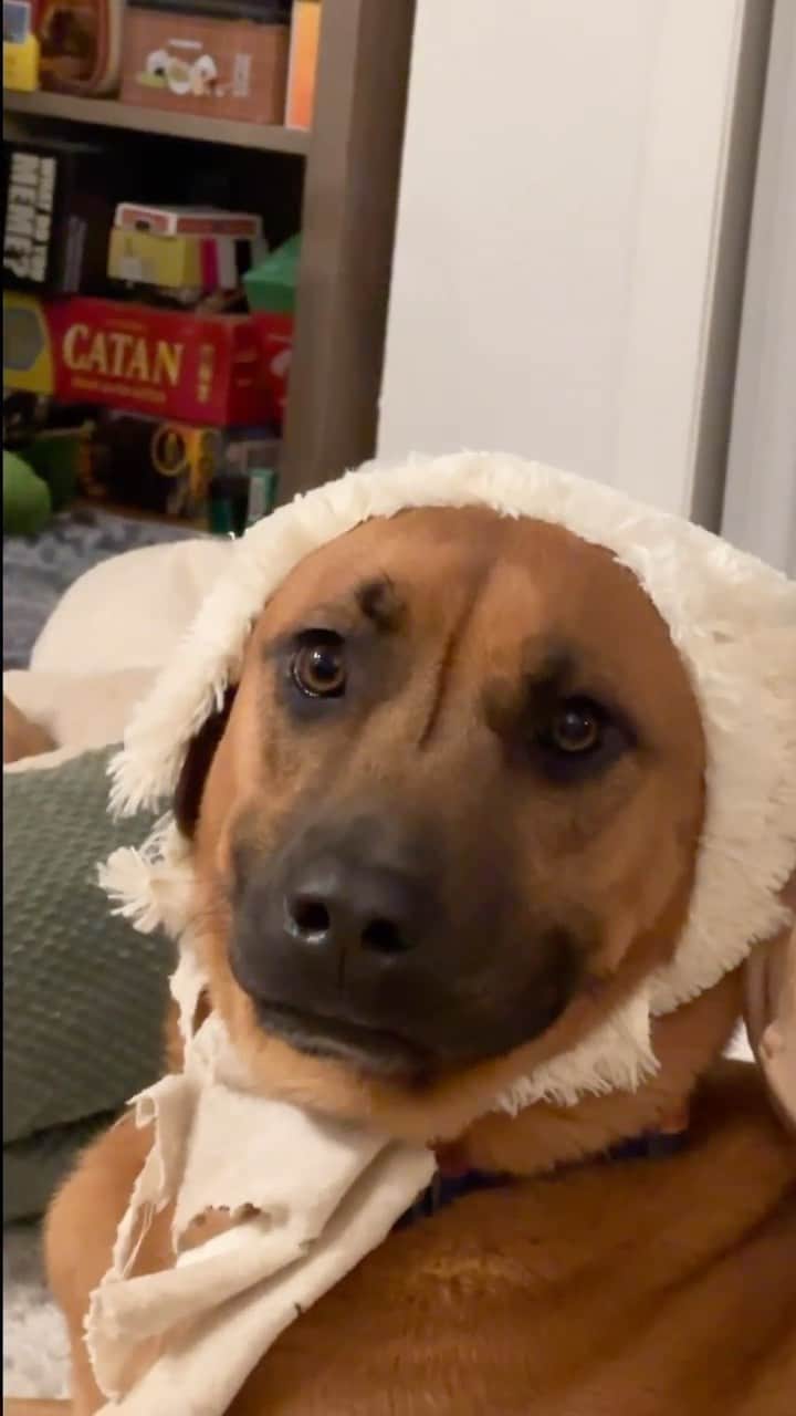 DogsOf Instagramのインスタグラム：「@thebentobabies was made for this audio 😆 Who else has a smooth brain?   . . . #funnydogs #dogsofinstagram #smoothbrain #rescuedogsofinstagram #muttsofinstagram #dogreels #dogobsessed」