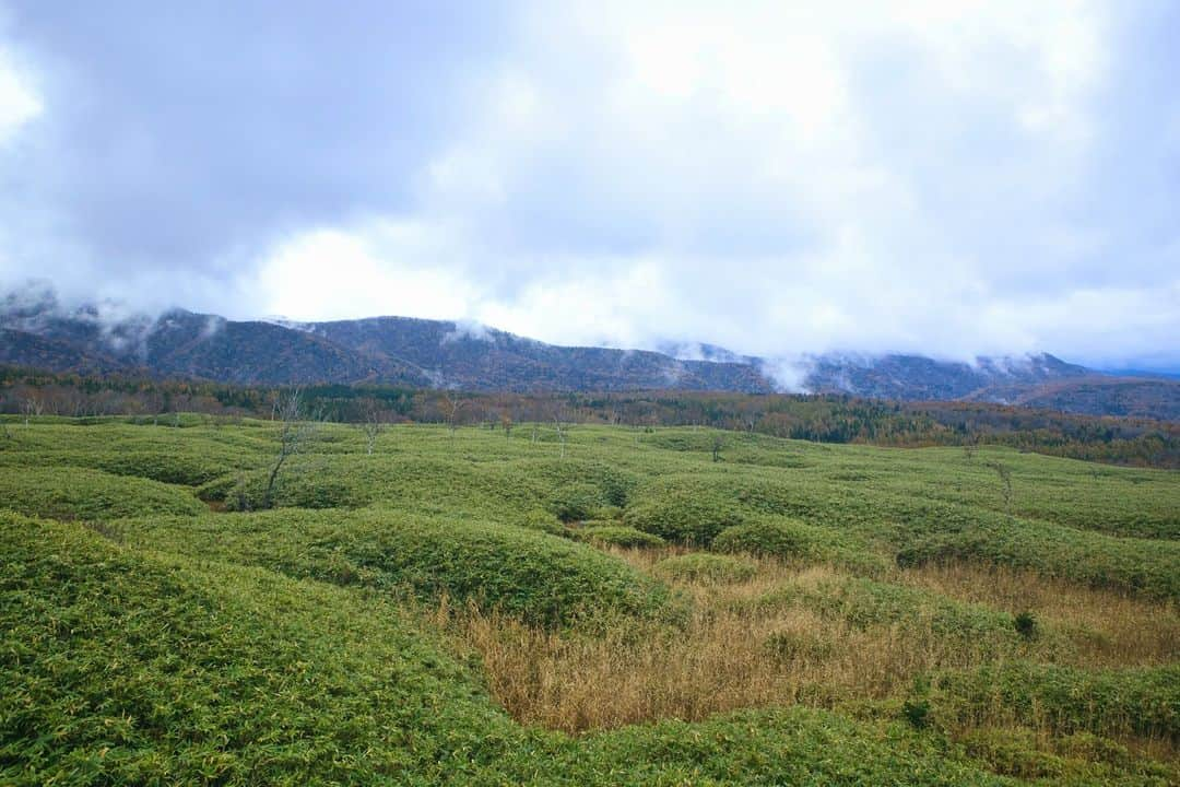 日本の国立公園さんのインスタグラム写真 - (日本の国立公園Instagram)「Explore Hokkaido’s untouched wilderness from the pathways of Shiretoko Goko Lakes 🏞️🐻  Shiretoko National Park protects the unspoiled beauty of northeastern Hokkaido. Within the park, you can find the Shiretoko Goko Lakes with two walking paths built around the five lakes leading you to the farther reaches of the park.   Elevated Wooden Pathway: This boardwalk provides views of the Okhotsk Sea, the snowcapped Shiretoko mountains, and one of the five lakes. The boardwalk is a 1.6 km round trip and is free to enter from when the park opens in spring to when the park closes in fall. It has a smooth and level surface allowing wheelchair access. ♿️🏔️  Ground Pathway: This pathway allows visitors to get closer to nature in Shiretoko, with two different options: the long route and the short route. You can see four lakes on the large route and one lake on the short route. The long route is 3 km and the short route is 1.6 km. In order to protect the wildlife and visitors, there are entry requirements depending on the season. From when the park opens to May 9 and August 1 to when the park closes, visitors must take a lecture on vegetation protection and bear safety. From May 10 to July 31, when brown bears are active, visitors must register for a lecture and guided tour. 👀👣  Experience unique habitats and stunning vistas in Shiretoko. 🎒🥾  📍 Shiretoko Goko Field House, Hokkaido   📸 Walking along the elevated wooden pathway of Shiretoko Goko Field House (Photo By：©Shiretoko Shari-cho Tourist Association) 📸 Close-up of the ground pathway 📸 Views from the Shiretoko Goko Field House ground pathway 📸 A view from the elevated wooden pathway  #NationalParksJP #ShiretokoNationalPark #ShiretokoGoko #ShiretokoFiveLakes  #Hokkaido #Shiretoko #BeautifulHikes #NatureLovers #DayHikes #WildNature #JapanTravel #Japan #Travel #Tourism #ExploreJapan #DiscoverJapan #VisitJapan #日本 #国立公園」9月8日 10時00分 - nationalpark_japan