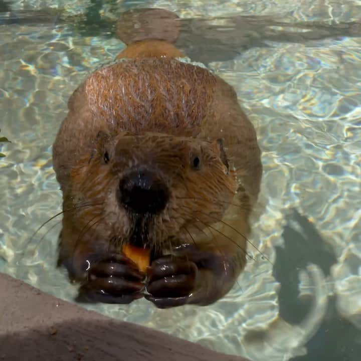 San Diego Zooのインスタグラム：「Wood you stop chewing so loud? 🍎  It may be ingrained in beavers to enjoy a pulp petit four, but they’ve been known to branch out and snack on aquatic plants and the occasional cronchy apple. The beaver trio leaf no snack unmunched and no carrot uncrunched.  #Beaver #Kits #Snacking #SanDiegoZoo」