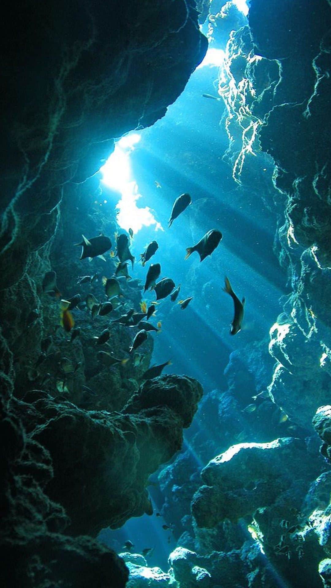 タダシショージのインスタグラム：「Spring 2024 is inspired by Elysian shores, a glittering seaside paradise where tidal gardens bloom and sea caves give way to limitless underwater vistas.  #NYFW #SS24 #staytuned」