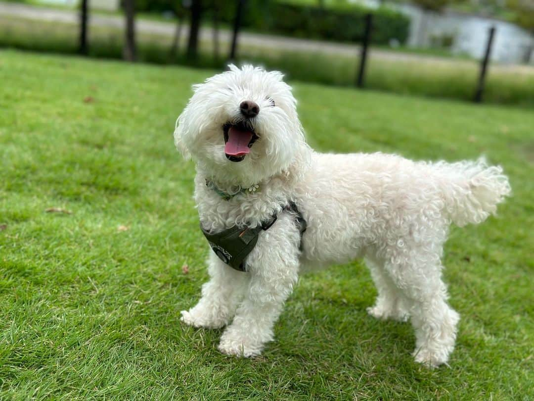 聡太郎さんのインスタグラム写真 - (聡太郎Instagram)「Happy 10th Birthday!  #love #dog #toypoodle」9月8日 14時23分 - sotarosotaro