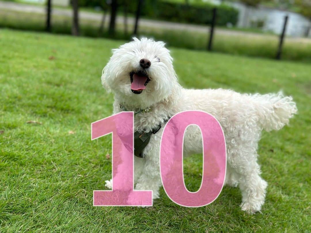 聡太郎のインスタグラム：「Happy 10th Birthday!  #love #dog #toypoodle」