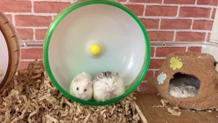 hamster_mocoのインスタグラム