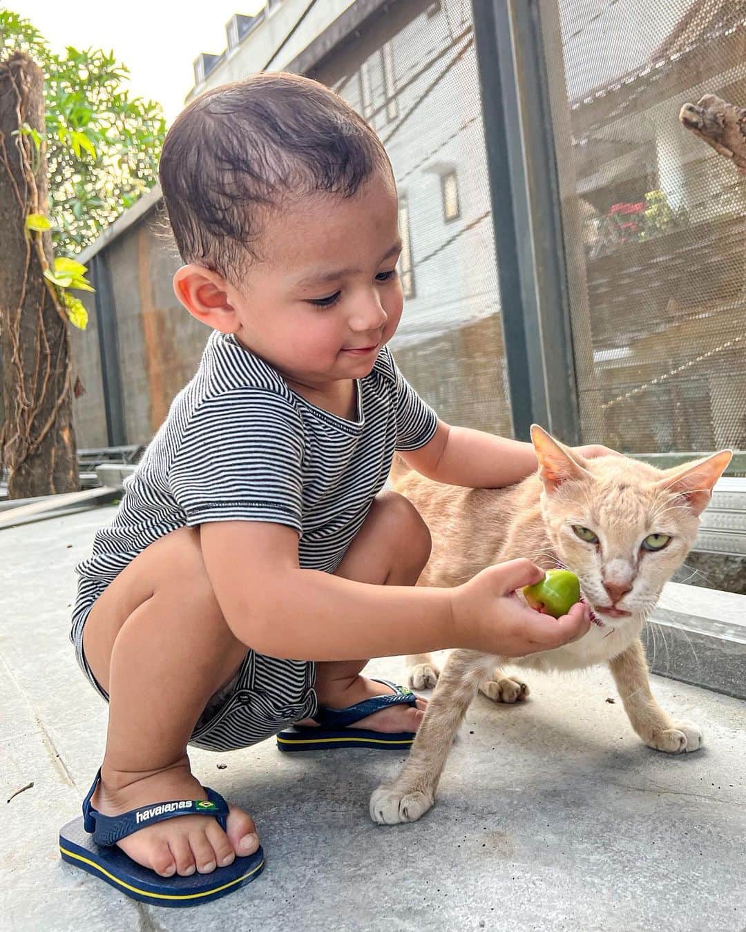 ジェシカ・イスカンダルのインスタグラム：「Don dan macan sulawesi sedang berinteraksi dengan memberi makan jambu fresh. Akankah Don berhasil? #donverhaag #jedar #fyp」