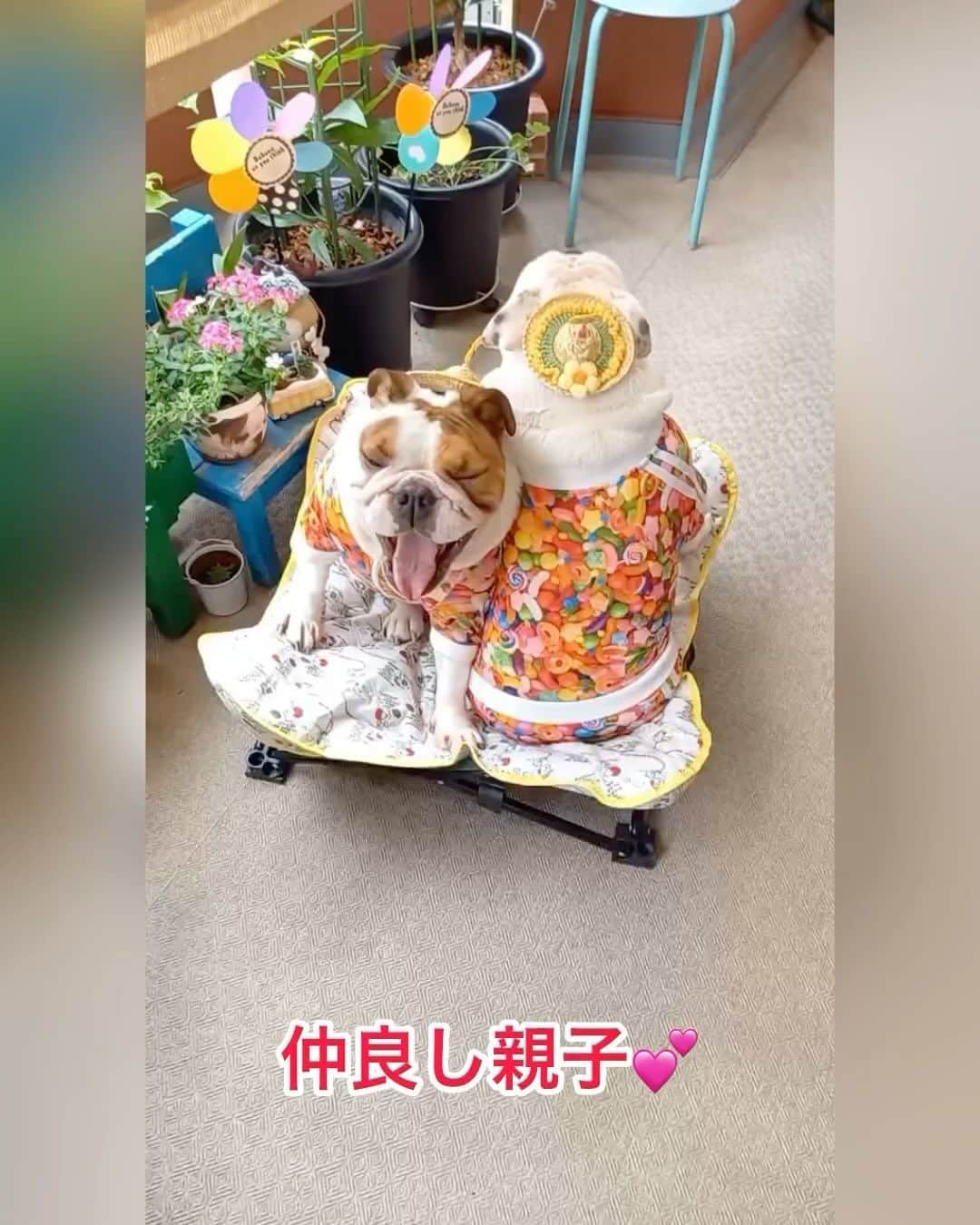 堀田祐美子のインスタグラム：「お互い席は譲れない！に見えてきた！！  @yumiko_hotta  @t_hearts2020  #堀田祐美子 #yumikohotta  #prowrestling  #プロレス #womansprowrestling  #女子プロレス  #hearts82 #thearts  #ブルドッグ #イングリッシュブルドッグ #ブルドッグふぅら」