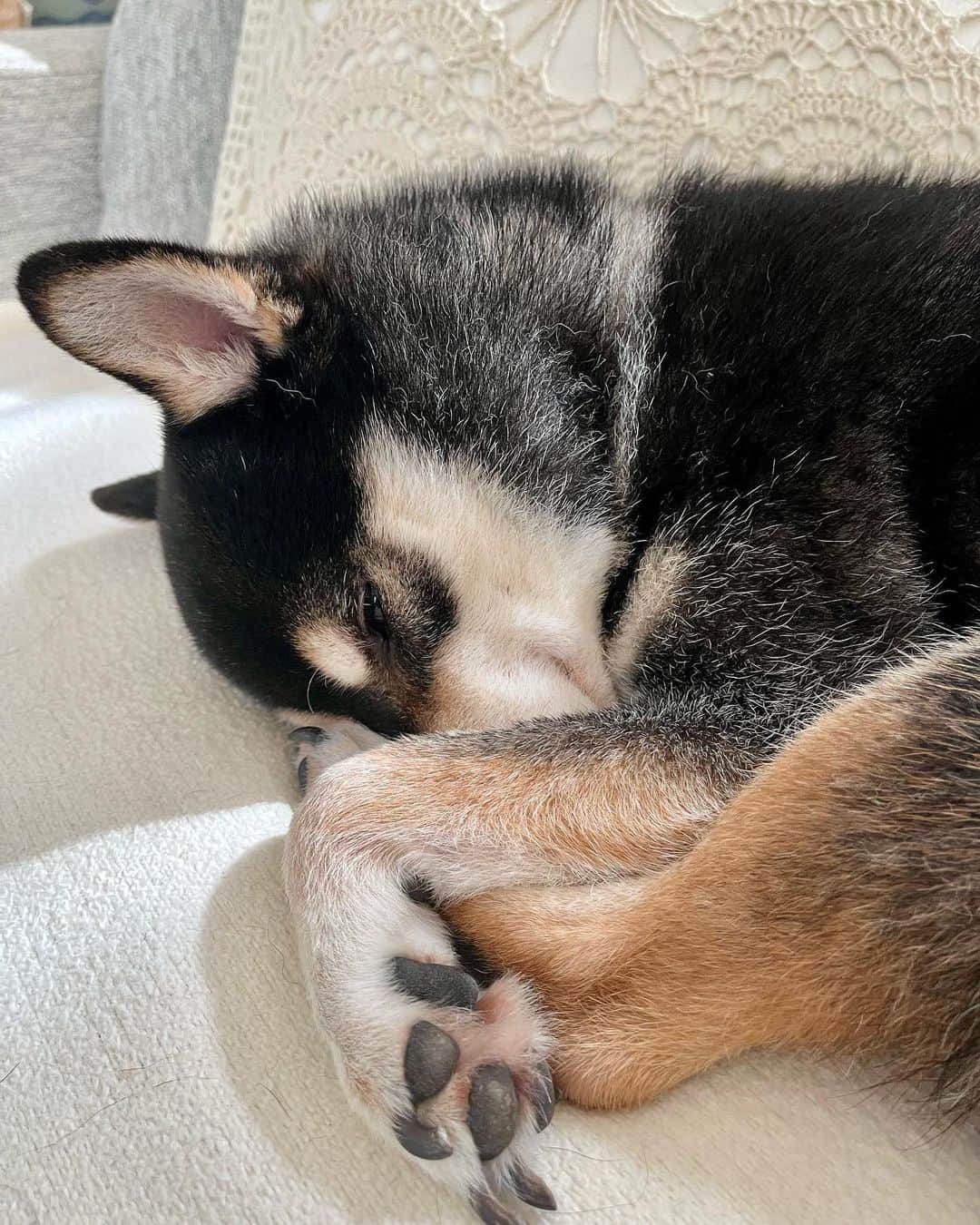 高見恭子さんのインスタグラム写真 - (高見恭子Instagram)「夢で逢いましょう。緑香る森で、波音ちかくの海辺で。  #shiba#shibainu #kuroshibainu #kuroshiba #dog #dogphoto #doglife  #doginstagram  #猫と犬のいる暮らし」9月8日 7時54分 - takami_kyoko