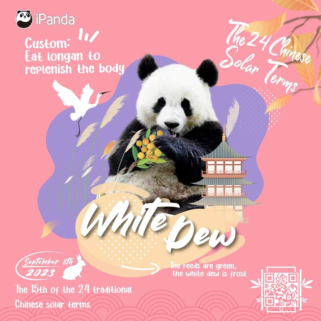 iPandaさんのインスタグラム写真 - (iPandaInstagram)「White Dew, the 15th of the 24 solar terms, signals the beginning of a cool autumn. Panda advises you to replenish the body with plenty amount of fresh longan fruits. 🐼 🐼 🐼 #Panda #iPanda #Cute #PandaPic #CCRCGP #ChineseCulture #24SolarTerms   For more panda information, please check out: http://en.ipanda.com」9月8日 9時00分 - ipandachannel