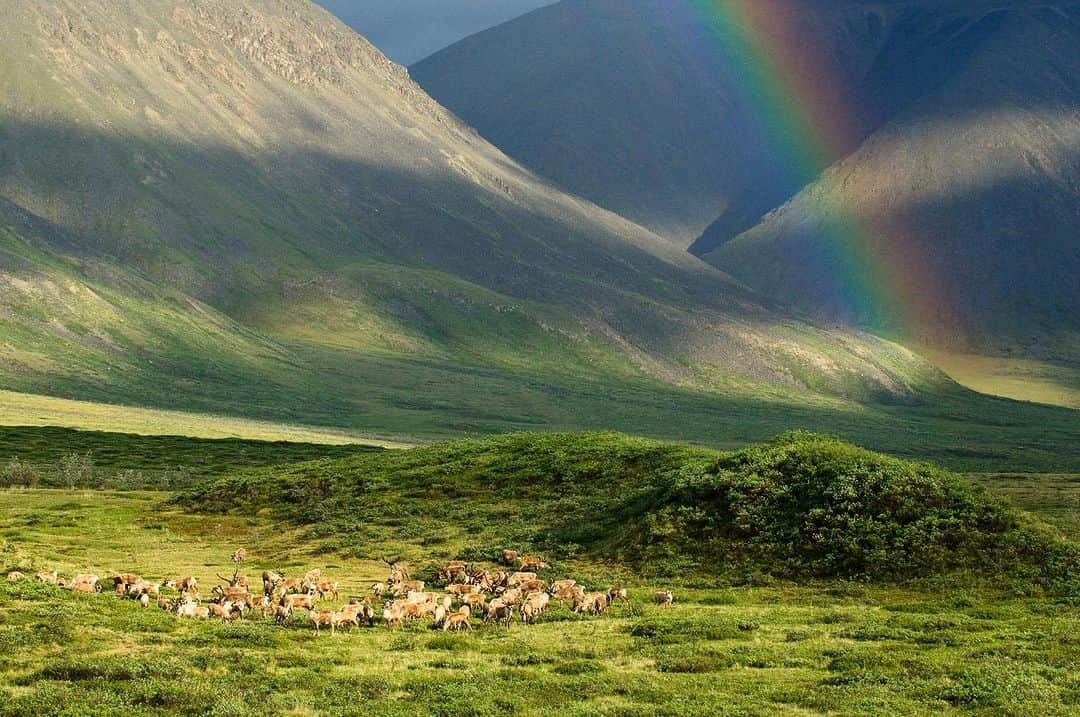 patagoniaさんのインスタグラム写真 - (patagoniaInstagram)「This is what protecting our planet looks like: The Biden administration is canceling the final oil and gas leases in the Arctic National Wildlife Refuge's coastal plain and proposing to expand protections against drilling in the National Petroleum Reserve in Alaska. This area is a swath of public land that’s rich in natural beauty and biodiversity and, importantly, these are critical wins for Indigenous communities and future generations.  We join the Gwich'in Steering Committee, Tribal Governments and Iñupiat allies in celebrating this announcement and thanking the Biden administration. We’ve been working with our friends in Alaska for the last two decades to protect communities, conserve land and fight the climate crisis.   In the coming weeks, we hope you will join us in submitting comments to advance these historic victories.   Photos courtesy of Florian Schulz (@florianschulzvisuals) | ProtectTheArctic.org」9月8日 9時13分 - patagonia