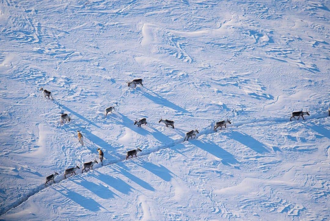 patagoniaさんのインスタグラム写真 - (patagoniaInstagram)「This is what protecting our planet looks like: The Biden administration is canceling the final oil and gas leases in the Arctic National Wildlife Refuge's coastal plain and proposing to expand protections against drilling in the National Petroleum Reserve in Alaska. This area is a swath of public land that’s rich in natural beauty and biodiversity and, importantly, these are critical wins for Indigenous communities and future generations.  We join the Gwich'in Steering Committee, Tribal Governments and Iñupiat allies in celebrating this announcement and thanking the Biden administration. We’ve been working with our friends in Alaska for the last two decades to protect communities, conserve land and fight the climate crisis.   In the coming weeks, we hope you will join us in submitting comments to advance these historic victories.   Photos courtesy of Florian Schulz (@florianschulzvisuals) | ProtectTheArctic.org」9月8日 9時13分 - patagonia