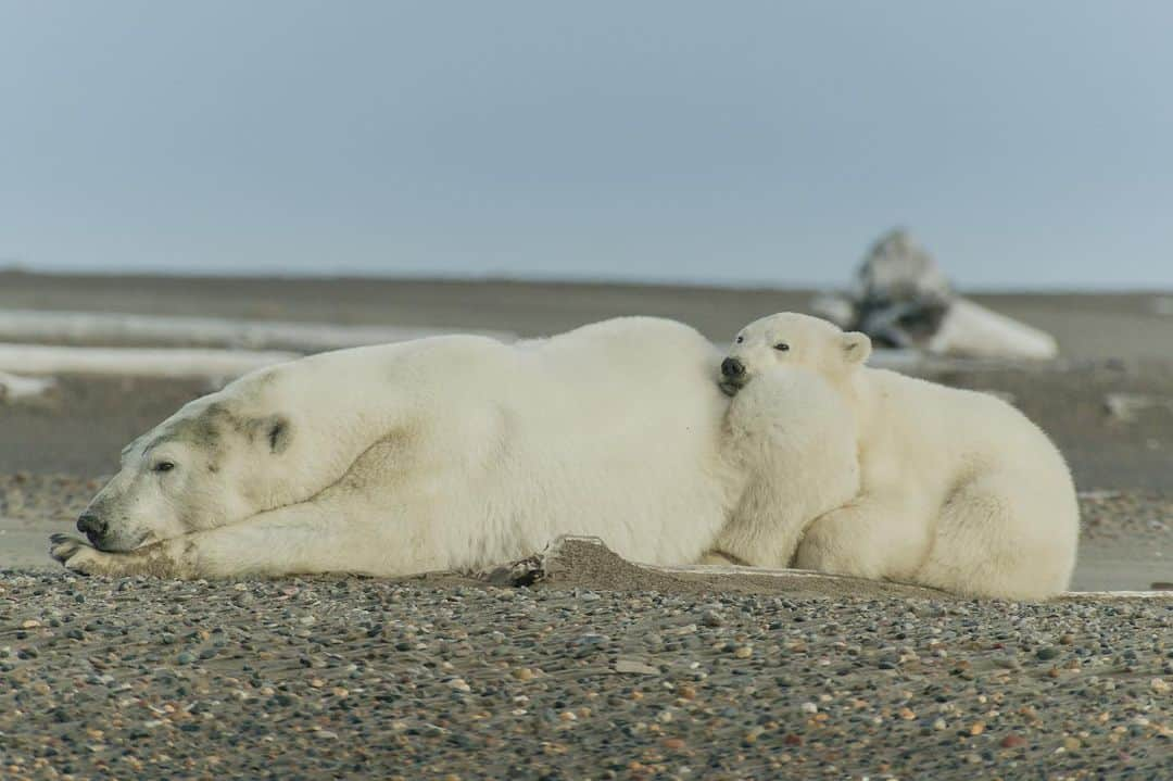 patagoniaさんのインスタグラム写真 - (patagoniaInstagram)「This is what protecting our planet looks like: The Biden administration is canceling the final oil and gas leases in the Arctic National Wildlife Refuge's coastal plain and proposing to expand protections against drilling in the National Petroleum Reserve in Alaska. This area is a swath of public land that’s rich in natural beauty and biodiversity and, importantly, these are critical wins for Indigenous communities and future generations.  We join the Gwich'in Steering Committee, Tribal Governments and Iñupiat allies in celebrating this announcement and thanking the Biden administration. We’ve been working with our friends in Alaska for the last two decades to protect communities, conserve land and fight the climate crisis.   In the coming weeks, we hope you will join us in submitting comments to advance these historic victories.   Photos courtesy of Florian Schulz (@florianschulzvisuals) | ProtectTheArctic.org」9月8日 9時13分 - patagonia