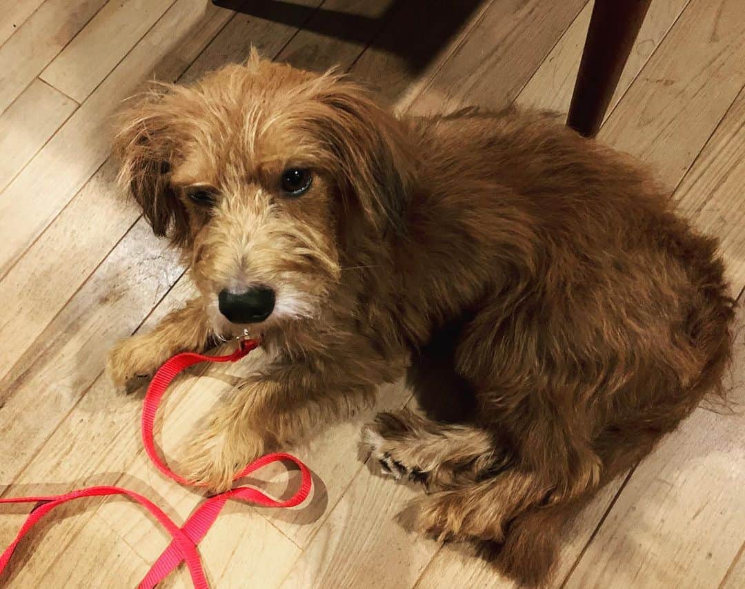 河口恭吾のインスタグラム：「台風の中をモギーの散歩  購入しておいた犬用レインコートはオシッコをかけてしまうのでダメでした。  残念ですが、こればかりは買ってみないとわかりませんね。  モギーは台風の音が怖いみたいで、いつもよりこっちに体を寄せてきます。  #保護犬と暮らそう  #保護犬との暮らし  #保護犬と暮らす  #保護犬という選択を  #保護犬モギー」