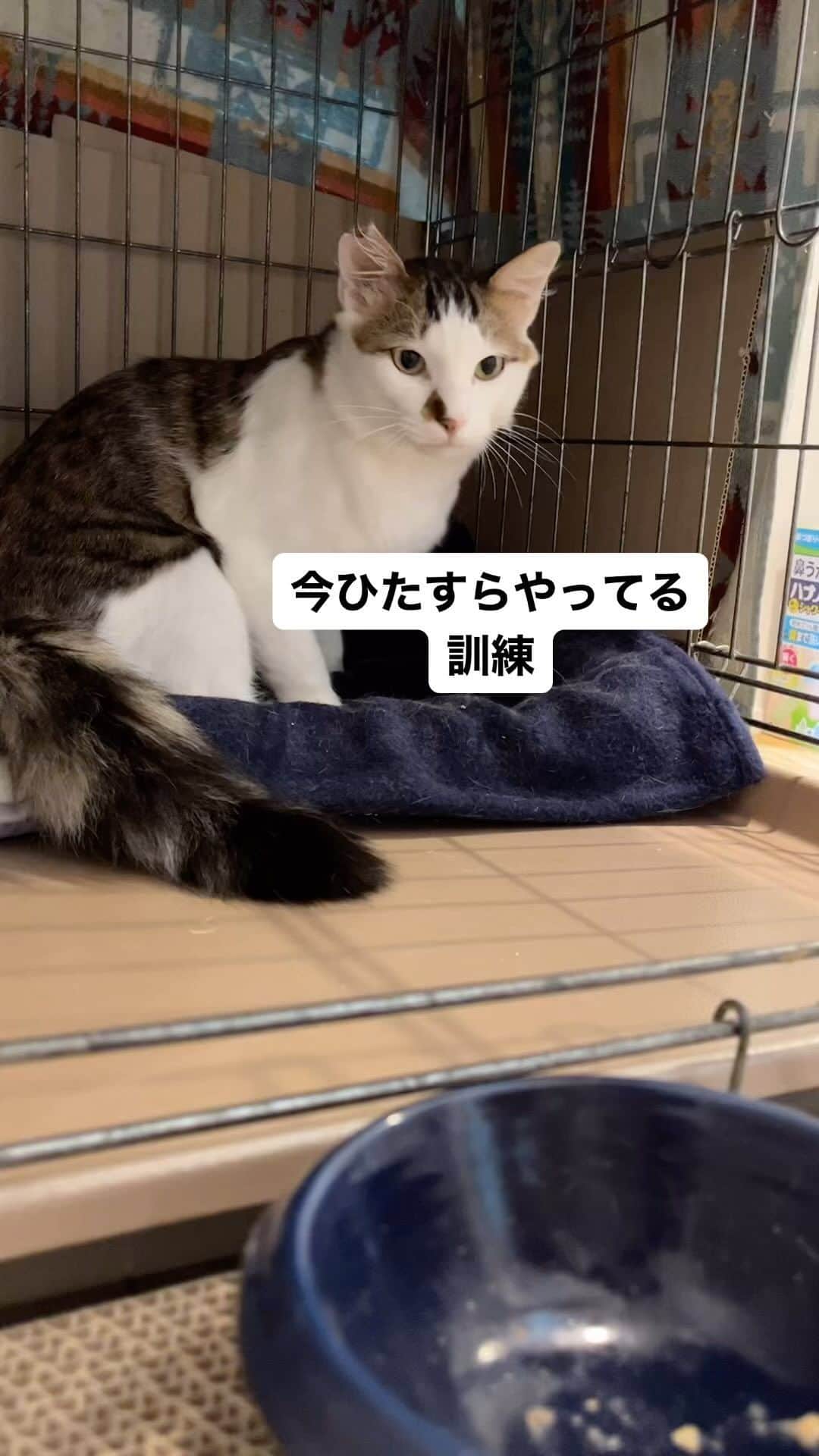 nozomiorideのインスタグラム：「慎重さんの人馴れ訓練 (今朝の様子) 自ら来れるように誘導するスタイルです😀　 まりもさんは、人に触られるのには馴れていない感じ  あとちょっとかな？ (だといいな😂)  #人馴れ修業中  #ねこのきもち #猫好きさんと繋がりたい #成猫の魅力を伝えたい  #ねこすたぐらむ  #きじしろ#キジシロ#きじしろ男子」
