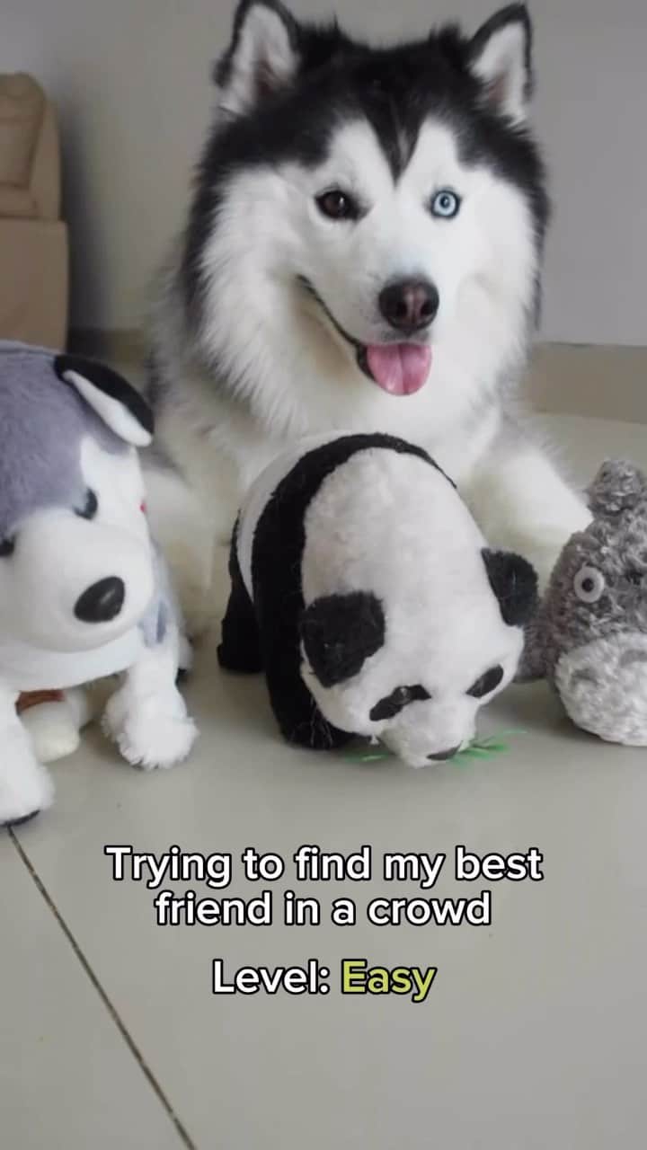 MARUのインスタグラム：「Tag that one friend you connect with on a different level than anyone else 🐼❤️🐼 • • #siberianhusky #dogreels #funnydog #panda #weeklyfluff」