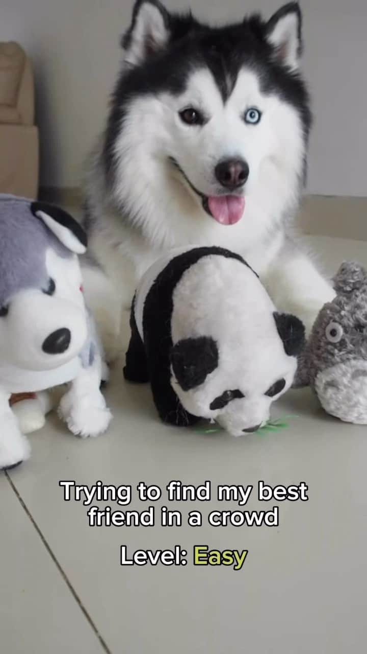 のインスタグラム：「Tag that one friend you connect with on a different level than anyone else 🐼❤️🐼 • • #siberianhusky #dogreels #funnydog #panda #weeklyfluff」