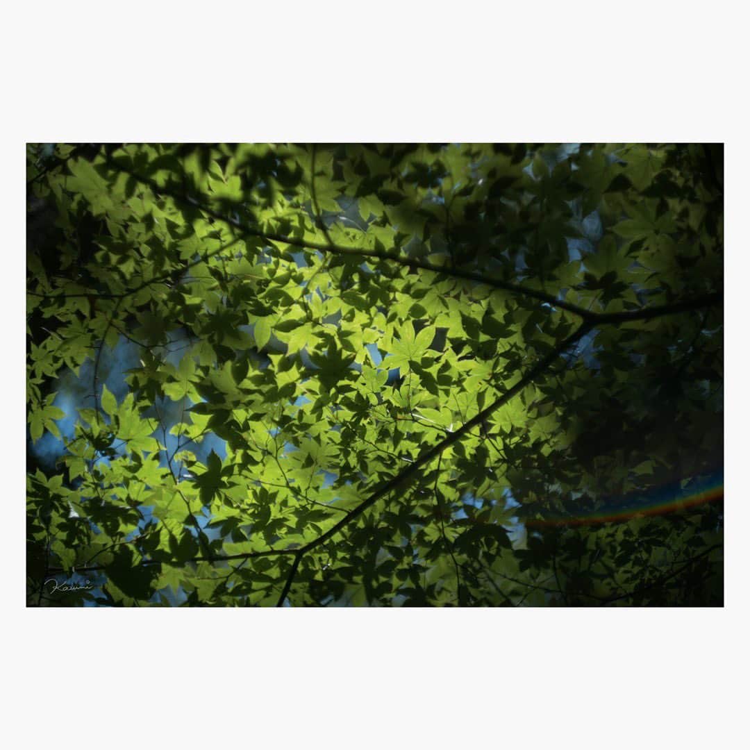 のインスタグラム：「これからも せかいはうつくしいということを 撮っていこうと思った。 光の部分を写していきたい。 ちゃんと、虹の橋を渡れますよう。 あなたがいなければ わたしはこの世にいなかった。 かすがいになれなかった自分のことを ずいぶん長い間責めてきたけど もう大丈夫です。 わたしは、ちゃんと、かわいかった、はずだ。 といまでは思えてます。 思っていいよね。 せめて幸せに暮らしていてほしかったな。  R.I.P.  Leica M10-P summilux 35mm f1.4 2nd  #leica#leicam10p#summilux#summilux35#summilux35mm2nd#oldlens#オールドレンズ#tokyo#japan#oldlens_tokyo#花澄#kazumiphotography」
