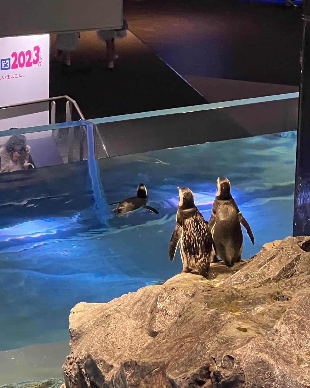 きょうかさんのインスタグラム写真 - (きょうかInstagram)「🐟🐡🐧 #すみだ水族館」9月8日 11時40分 - c_sno0