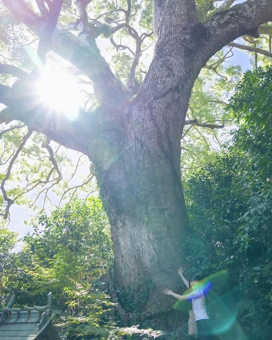 道重佐保さんのインスタグラム写真 - (道重佐保Instagram)「防府天満宮の樹齢800年の御神木！触らせていただけました🤲✨  800年ということは幕末の志士の方々のあれやこれやもこの御神木は見ていたんですよね……？！？！とすごくわくわくしました😳❤️‍🔥  物凄いパワーをいただけた気がする！  そして写真は神主さんが撮ってくださいました🥹ありがとうございます！  追記！ ちなみに大石団体の横にあるのですが、茶室 芳松庵から触ることが出来ます〜🤲  #防府天満宮 #防府市 #山口県 #山口県観光 #⛩️ #やまぐちいいとこ ‪‪#shrine #japaneseshrine」9月8日 12時04分 - sahomichishige