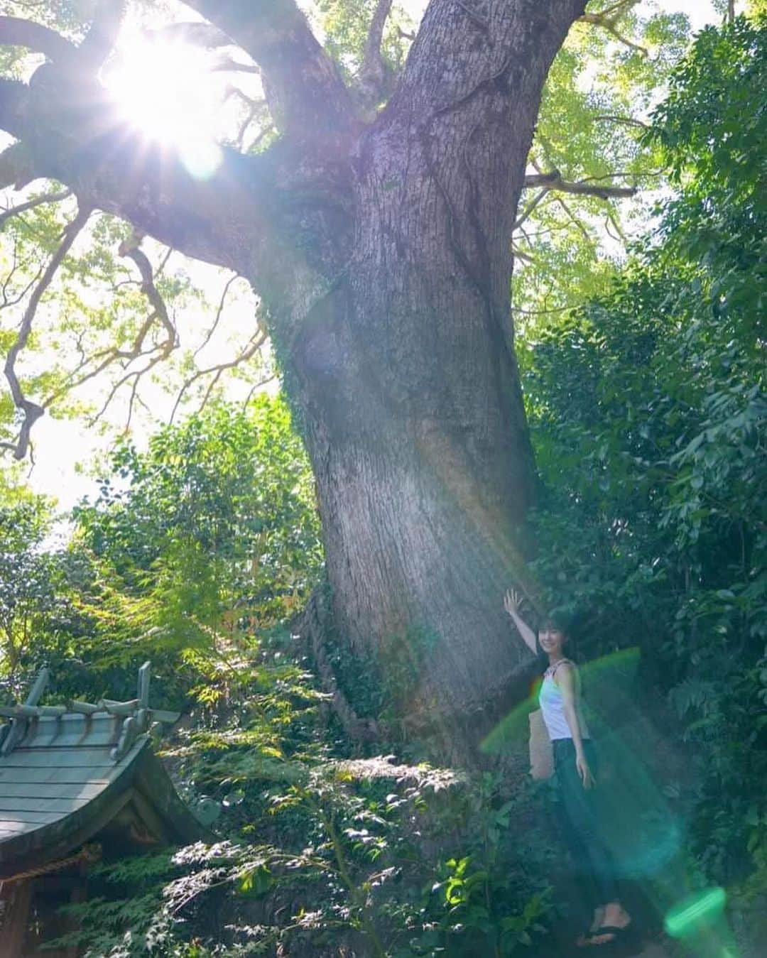 道重佐保さんのインスタグラム写真 - (道重佐保Instagram)「防府天満宮の樹齢800年の御神木！触らせていただけました🤲✨  800年ということは幕末の志士の方々のあれやこれやもこの御神木は見ていたんですよね……？！？！とすごくわくわくしました😳❤️‍🔥  物凄いパワーをいただけた気がする！  そして写真は神主さんが撮ってくださいました🥹ありがとうございます！  追記！ ちなみに大石団体の横にあるのですが、茶室 芳松庵から触ることが出来ます〜🤲  #防府天満宮 #防府市 #山口県 #山口県観光 #⛩️ #やまぐちいいとこ ‪‪#shrine #japaneseshrine」9月8日 12時04分 - sahomichishige