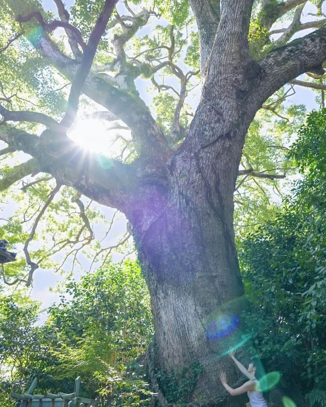 道重佐保さんのインスタグラム写真 - (道重佐保Instagram)「防府天満宮の樹齢800年の御神木！触らせていただけました🤲✨  800年ということは幕末の志士の方々のあれやこれやもこの御神木は見ていたんですよね……？！？！とすごくわくわくしました😳❤️‍🔥  物凄いパワーをいただけた気がする！  そして写真は神主さんが撮ってくださいました🥹ありがとうございます！  追記！ ちなみに大石団体の横にあるのですが、茶室 芳松庵から触ることが出来ます〜🤲  #防府天満宮 #防府市 #山口県 #山口県観光 #⛩️ #やまぐちいいとこ ‪‪#shrine #japaneseshrine」9月8日 12時04分 - sahomichishige