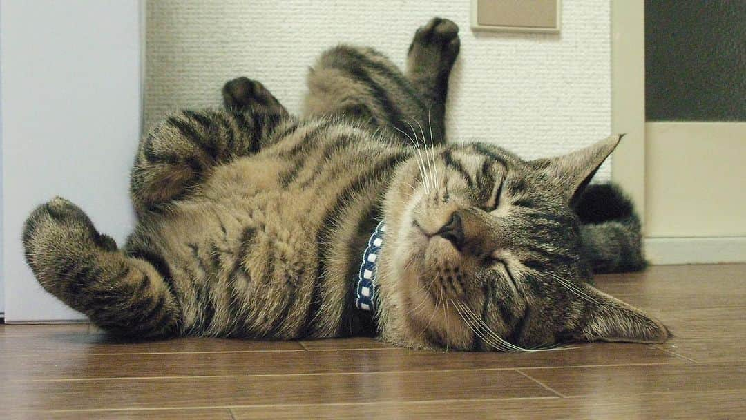 Musashiさんのインスタグラム写真 - (MusashiInstagram)「2008年9月8日、ちょうど15年前のおしゃれムサシさん。Catnap.😴 #mck延長戦 #musashi_the_cat #musashi #mck #cat #キジトラ #ムサシさん」9月8日 12時19分 - _daisy