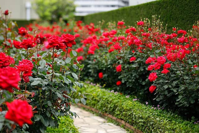 ホテル ニューオータニさんのインスタグラム写真 - (ホテル ニューオータニInstagram)「Red Rose Garden Special Month🌹 starts September 23rd 【9/23よりレッドローズガーデンスペシャルマンス🌹】  September 23- October 22 2023 2023年9月23日（土・祝）～10月22日（日）  The Red Rose Garden, is a rooftop garden with 30,000 roses of 30 different varieties in bloom, will be open to the public! For a limited-time special events will also be held.  Please enjoy a moment of elegance in our "secret garden" in the heart of the city.  30種3万輪のバラが咲き誇る屋上庭園Red Rose Gardenを一部の方に向けて特別に開放！期間限定イベントも開催いたします。  都心の"秘密の花園"で、優雅なひとときをお過ごしください。  For reservations and details, tap the "Red Rose Garden" banner from the URL in @hotelnewotanitokyo's profile.  ◇ご予約・詳細は@hotelnewotanitokyo プロフィールのURLより「Red Rose Garden」バナーをタップ👆  《レッドローズガーデンスペシャルマンス🌹》  期間：2023年9月23日（土・祝）～10月22日（日） 時間：10:00～17:00（最終入場16:30）  入園対象者： ♦ニューオータニクラブ会員の皆さま（ご同伴のお客さまは2名さままで） ♦ホテルニューオータニ（東京）にご宿泊中のすべてのお客さま ♦レッドローズガーデンイベントにご参加のお客さま ♦レッドローズガーデン入場券付レストランプランをご利用のお客さま ♦ご記入済みのニューオータニクラブ入会申込書をご持参の方（1グループ3名さままで） ♦ニューオータニクラブVISAカードのオンライン入会お申し込みをお済みの方（1グループ3名さままで） ※お申し込み番号やお申し込み受付のお知らせメールなど、ご証明のものをご提示いただきます。  #レッドローズガーデン #ローズガーデン #バラ園 #バラ #バラのある暮らし #ガーデニング  #rosegarden #roses #redrosegarden  #ホテル #東京ホテル #ホテルステイ  #ホテルニューオータニ #ニューオータニ #hotelnewotani #newotani #赤坂見附 #赤坂 #四ツ谷 #紀尾井町  #tokyo #japan #tokyotrip  #tokyotravel #tokyohotel  #virtualtour #forbestravelguide #futuretravelguide #thepreferredlife」9月8日 12時20分 - hotelnewotanitokyo