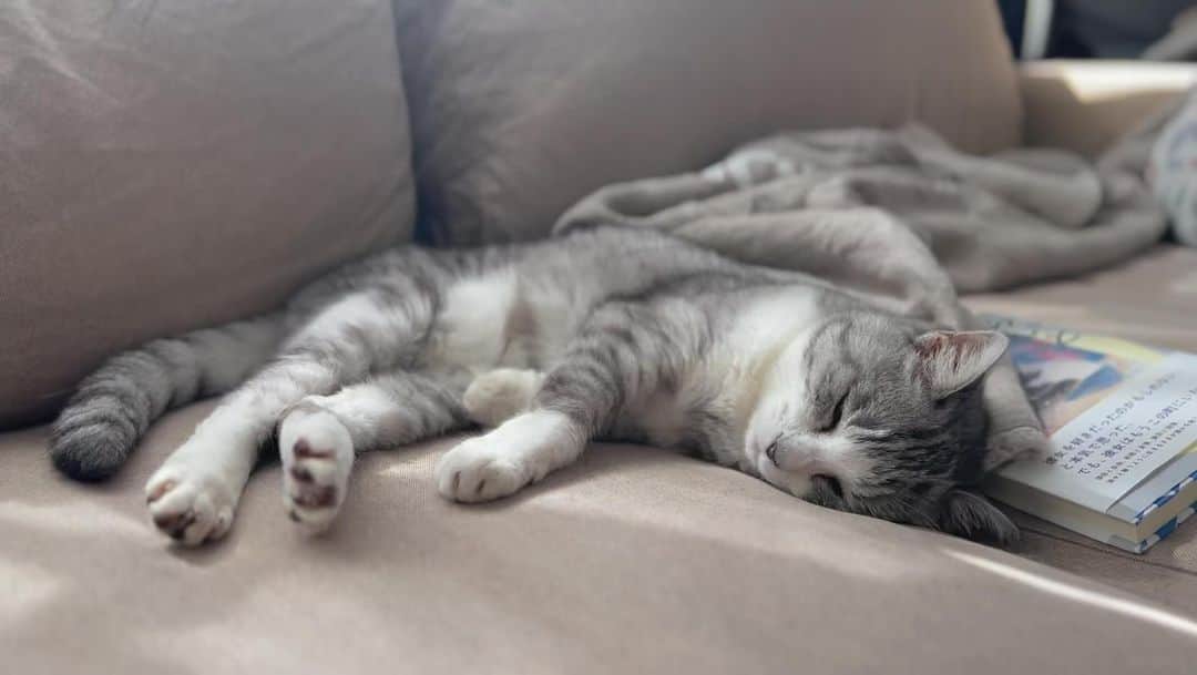 坂本美雨のインスタグラム：「ご婦人が寝てるとこだけのYouTube始めようかな…  #cat #サバ美 #サバムービー」