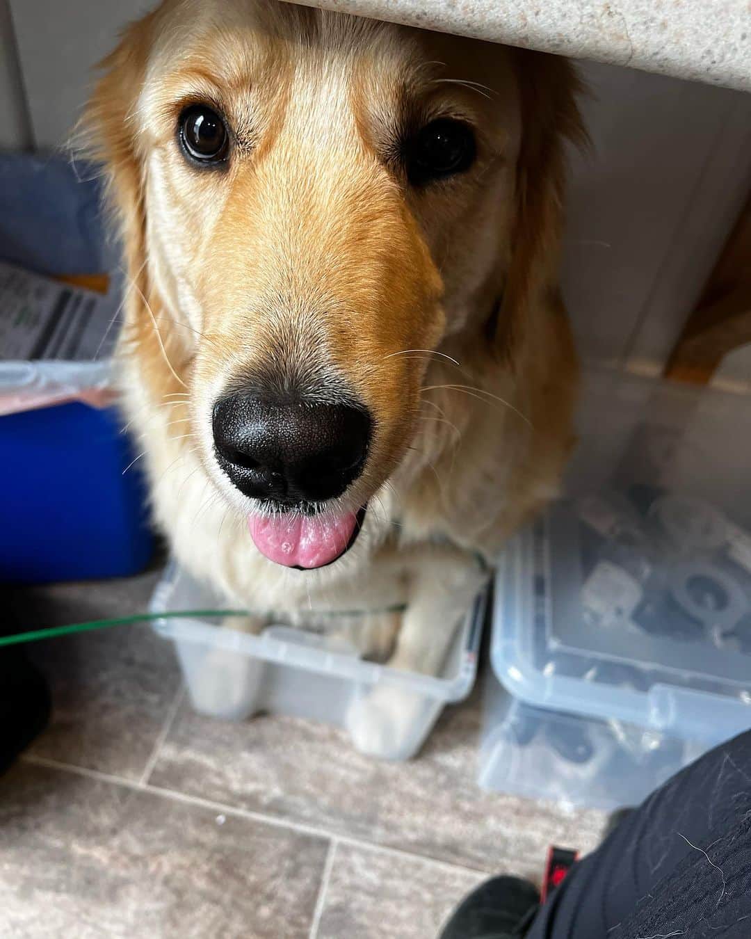 チャド・マイケル・マーレイのインスタグラム：「Show me a more “Puss in boots” look than this… 😂 Notice he’s hiding in a tiny bucket. The truck noises scared him. He thought he could fit. I guess he proved us all wrong. 😂😂😂 Photo cred:- @carol.bezanson」