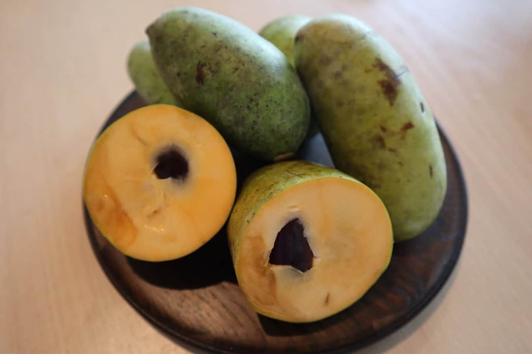 山本紗也加さんのインスタグラム写真 - (山本紗也加Instagram)「_ 「ポポー」 という果物をあなたは 知っているだろうか。  私はこの度、初めて お目にかかりました。  @iino_dance_camera  さんから珍しい果物があると 教えていただき、 この度わざわざ採れたてを 送ってくださったのです😭 ありがとうございます😭✨!!  調べてみると、森のカスタードクリームと言われていたり、バナナとパイナップルをミックスしたような果実と言われていたり、まるで想像が付かない果物😳採ったら、すぐに熟れてしまうため、あまり出回らないそう。だから、「幻のフルーツ」と言われているみたい。皮の黒い部分はシュガースポットといって食べ頃のサインみたいです☝️  さて、実食。 3枚目、めちゃくちゃピント合ってないですけど、確かに、バナナを感じる!!🍌 そして、マンゴーみたいな滑らかさも感じる!!🥭 森のカスタードクリームと言われるのが納得なくらい、甘くてねっとりしてる😳!!  世の中には、知らない果物がたくさんあるんですね🌏🫶  ポポー、とっても美味しい 果実でした☺️🙏 _ #ポポー#森 #カスタードクリーム #フルーツ#フルーツ好き #フルーツスタグラム」9月8日 13時03分 - sayaka_yamamoto_official
