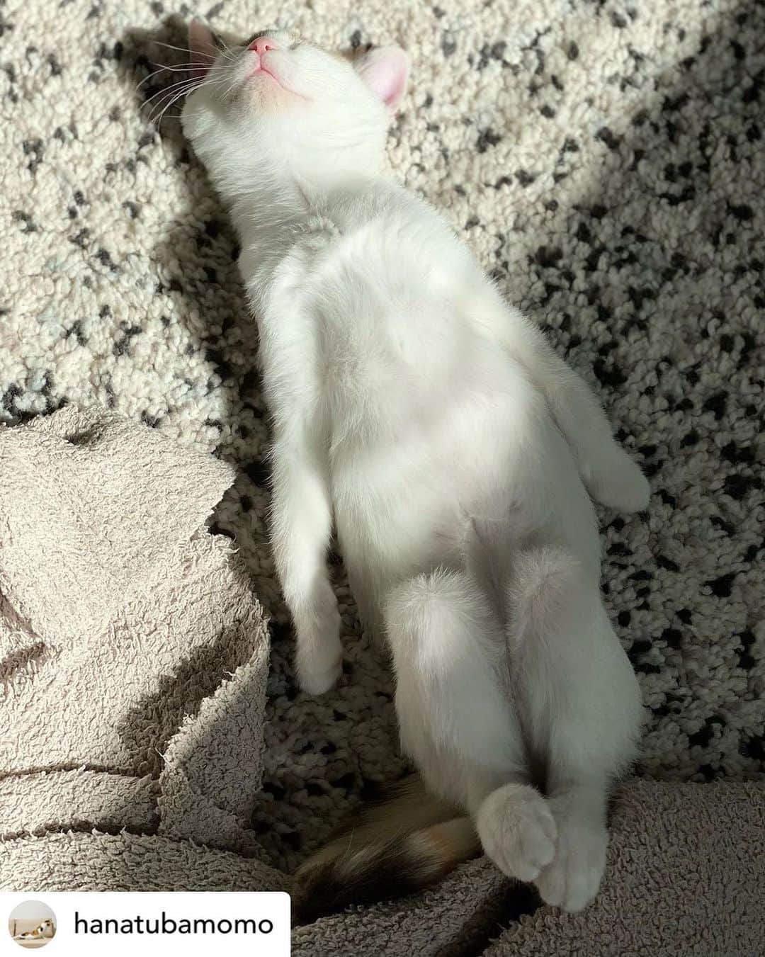 【公式】いぬのきもち・ねこのきもちのインスタグラム：「Posted @withregram • @hanatubamomo さんのナデシコちゃん。  寝方😆  可愛いとこしかない💕  ハッシュタグ #いぬのきもち #ねこのきもち に投稿いただいた可愛い写真をご紹介しています！ 「いぬのきもちWEB　MAGAZINE」、「ねこのきもちWEB MAGAZINE」でもご紹介させていただくことも！  -------------------  .  #ねこ #猫  #ねこすたぐらむ #ねこのきもち #ねこ好き #ねこと暮らす #ねこ好きさんと繋がりたい #猫好きな人と繋がりたい #猫がいる生活 #猫と暮らす#猫好き #cat #catstagram #catsofinstagram #cats_of_instagram」