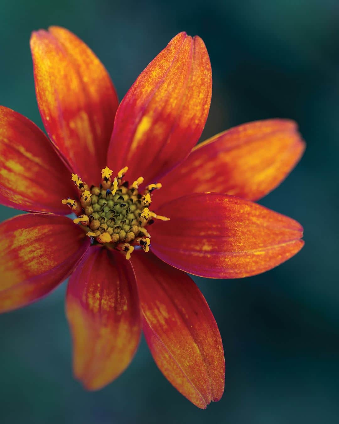 Nikon Australiaさんのインスタグラム写真 - (Nikon AustraliaInstagram)「Want to know how to take striking photos of florals this Spring?  In today's #NikonKnowHow, @_nicolefultonphotography_ shares her top tips for getting creative with macro photography in your garden this season in her 6 Tips for Striking Florals.   Swipe through to read them all!  #Nikon #NikonAustralia #MyNikonLife #NikonCreators #NikonKnowHow #Zseries #FloralPhotography #MacroPhotography #Australia」9月8日 13時30分 - nikonaustralia