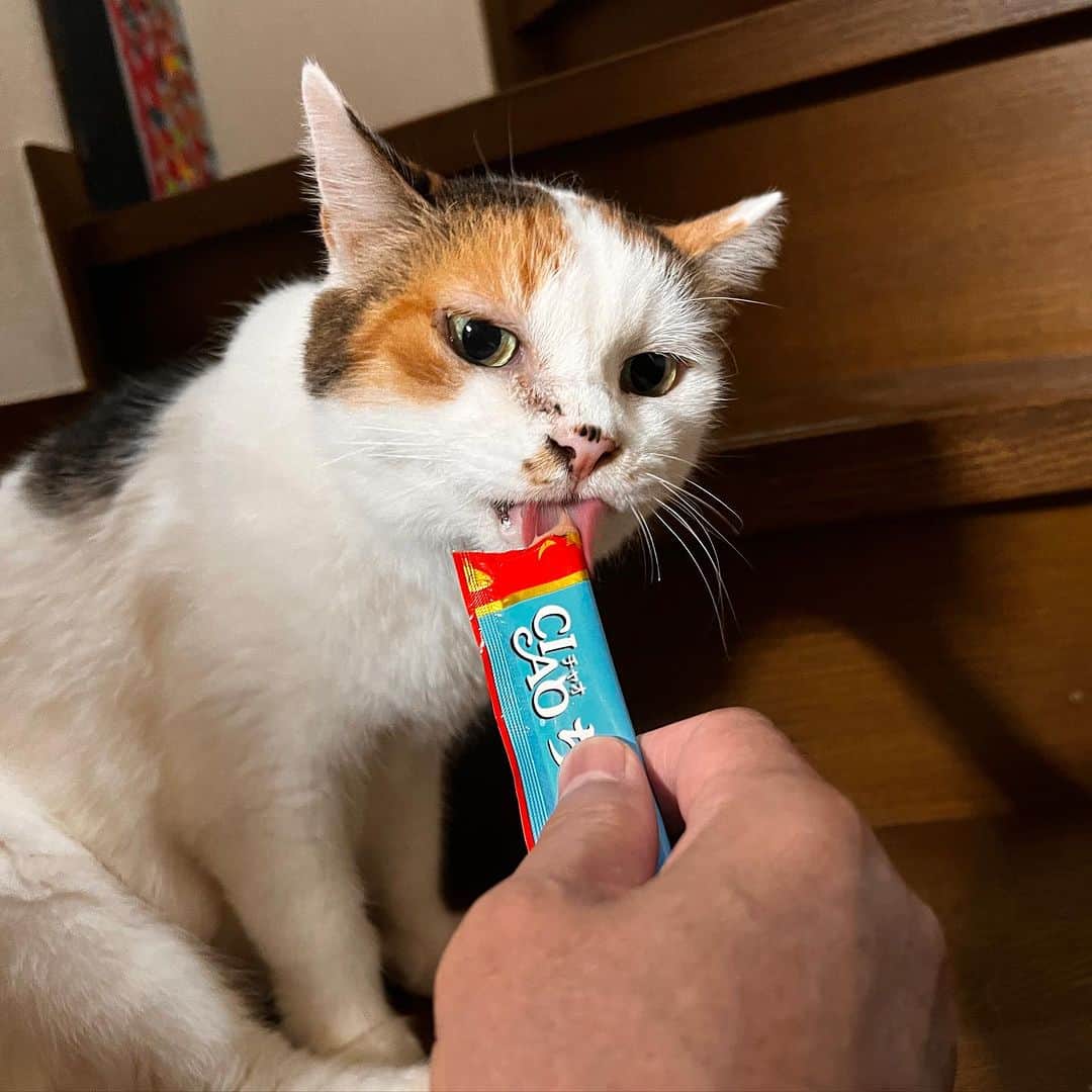 Kachimo Yoshimatsuのインスタグラム：「寝る前ちゅーる 鼻の頭汚れてるよ！  #うちの猫ら #mikeko #猫 #ねこ #ニャンスタグラム #にゃんすたぐらむ #ねこのきもち #cat #ネコ #catstagram #ネコ部 http://kachimo.exblog.jp」