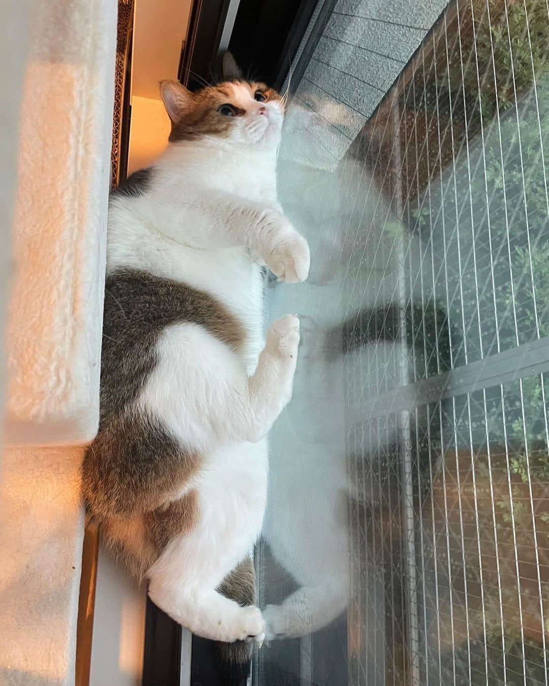 miuのインスタグラム：「窓にお友達が遊びに来てたようで(なんか飛ぶやつ)夢中で更新してる様子🫢  そんな狭いとこよく挟まれるね🤣  #みう #ねこ #ねこのいる生活 #ねこすたぐらむ #ねこ好き #ねこすきさんと繋がりたい #猫のいる暮らし #猫のいる幸せ #かわいい #ツンデレ #ねこ写真 #みうさん #ペコねこ部 #猫 #ハチワレ #ハチワレ猫」
