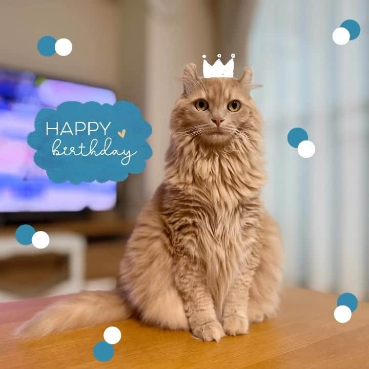 むぎちょこのインスタグラム：「🎂Happy Birthday ちょこ🦁  7歳になりました🐾  みんにゃから慕われる ちょこ姉ちゃん🎵  7歳も健やかに✨         🦁ちょこ #お誕生日おめでとう #happybirthday  #アメリカンカール #americancurl  #birthdaygirl  #8歳 #ねこすたぐらむ  #猫のいる暮らし  #catstagram」