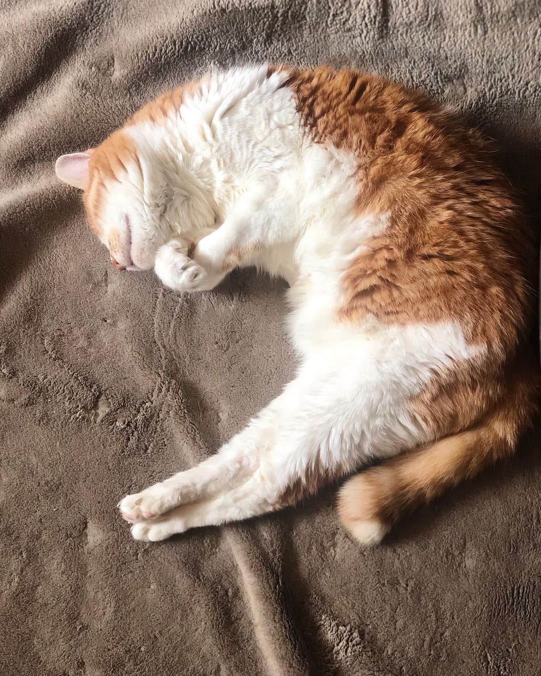 のインスタグラム：「今日はメーヴの一回忌🌝  もう一年か、と時間の流れの早さに驚く。 きっとまだまだ生まれ変わる気もなく お空でスースー寝てるんだと思います☺️☺️ ゆっくり疲れを癒してからでいいよ。 また私のところに帰っておいでね🧡  今日は黄色いお花とアジのお刺身を買ってメーヴにお供えします💐  #うちのメーヴ #保護猫 #cat #猫 #猫のいる暮らし  #愛してる」