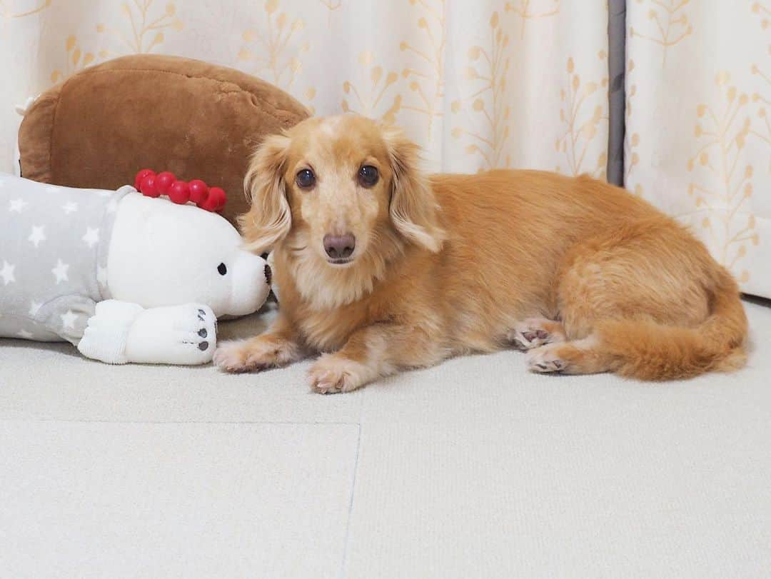 Sora Momoのインスタグラム：「リングコングをシロクマくんの頭の上に乗せて追いかけて来るの待ってるそら🐶🐾 ☺︎ 嬉しそうに小走りで行ってちょんと頭の上に乗せました😆 ☺︎ シロクマくんで遊んで欲しいなぁと思ったら今持ってるおもちゃをシロクマくんに乗せて人を誘導するそら😅 ☺︎ #頭の上にコングリング#ちょんと乗せて待ってる#期待の視線#変に賢い#遊ぶの大好き#待たれたらねぇ#シロクマくんの王冠みたい #ダックス#ミニチュアダックス #dachshund #miniaturedachshund」