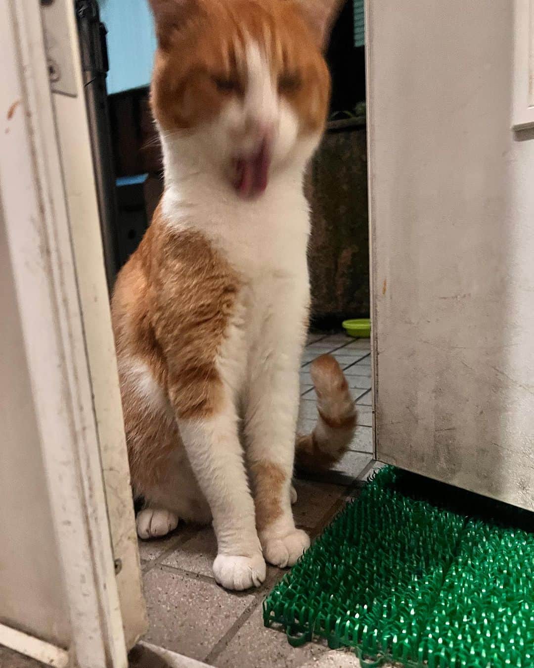 Kachimo Yoshimatsuのインスタグラム：「うわー！  #うちの猫ら #chameshi #猫 #ねこ #ニャンスタグラム #にゃんすたぐらむ #ねこのきもち #cat #ネコ #catstagram #ネコ部 http://kachimo.exblog.jp」